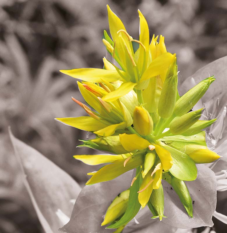 pianta di genziana